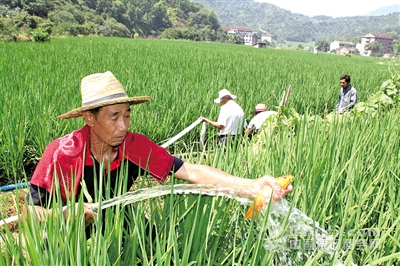 澄田村20台水泵抽溪水助力保稻护鱼